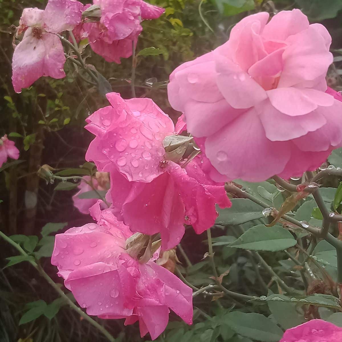 A wet rose waiting to be worked on when dry