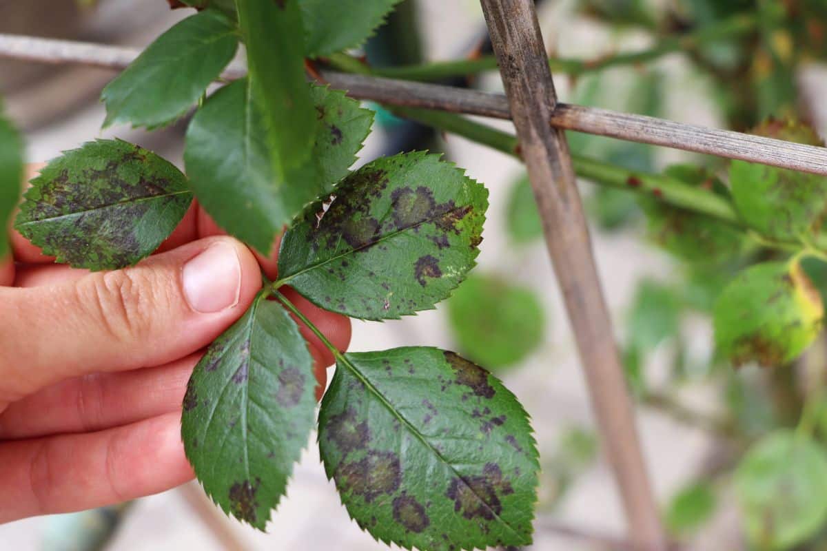 A gardener inspects stubborn blackspot on roses