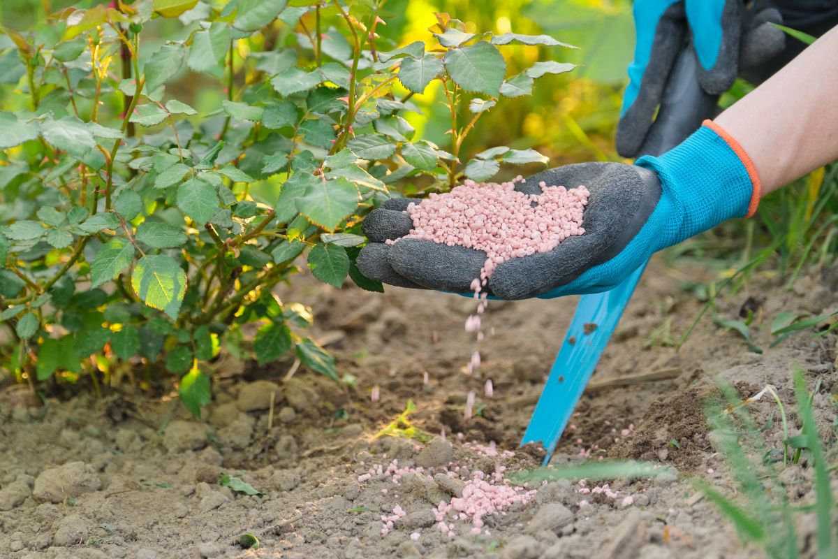 A gardener tending soil around rose bushes