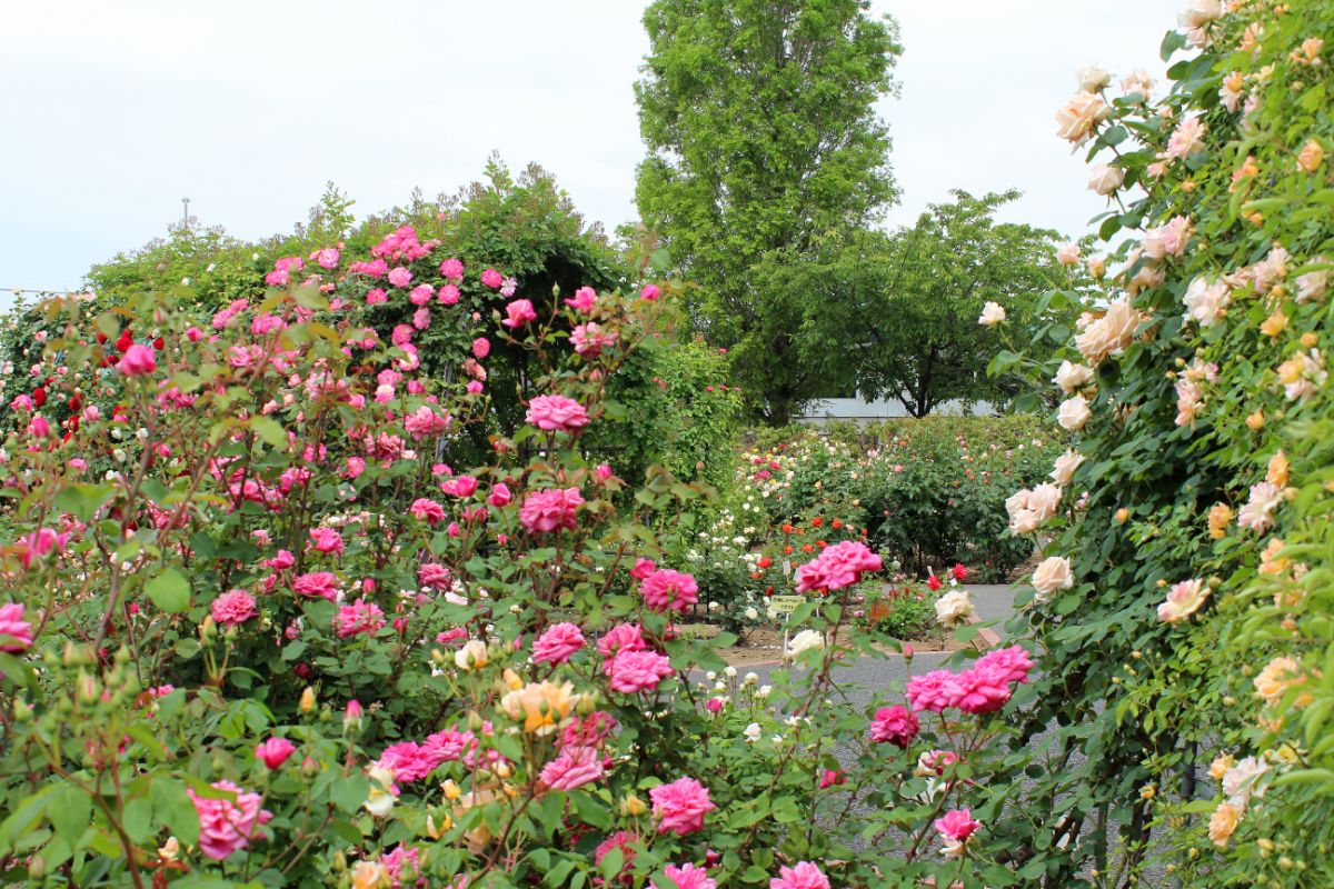 Late season roses in bloom