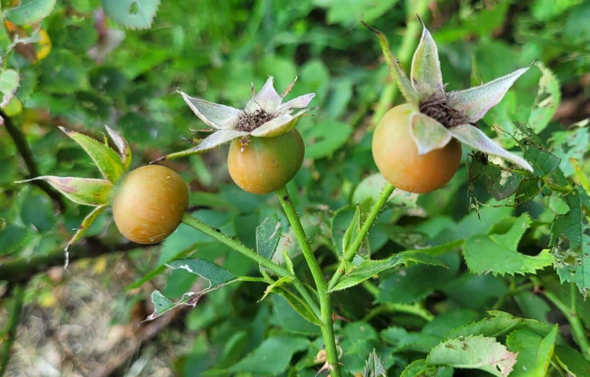 Rose hips on a rose bush