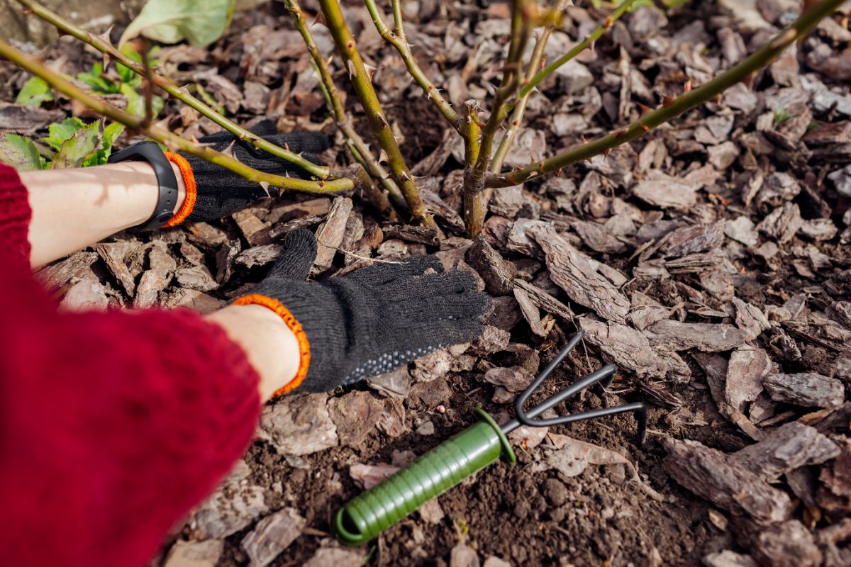 A rose gardener applying mulch around a rose bush