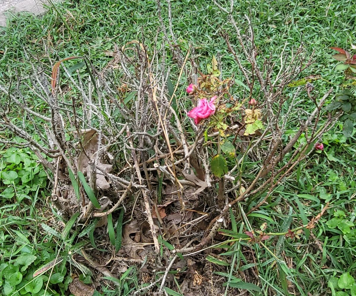 A rose bush killed by rose rosette disease
