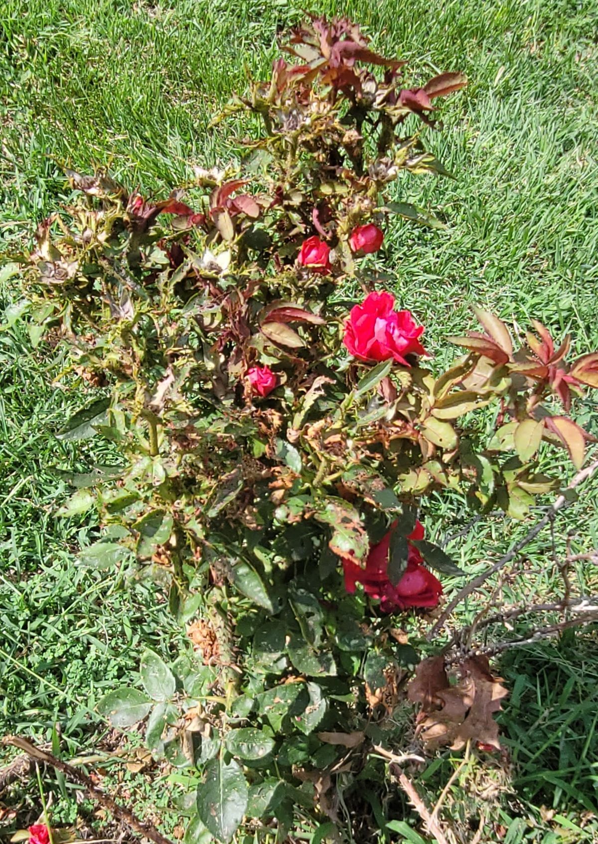 A rose badly infected with rose rosette disease
