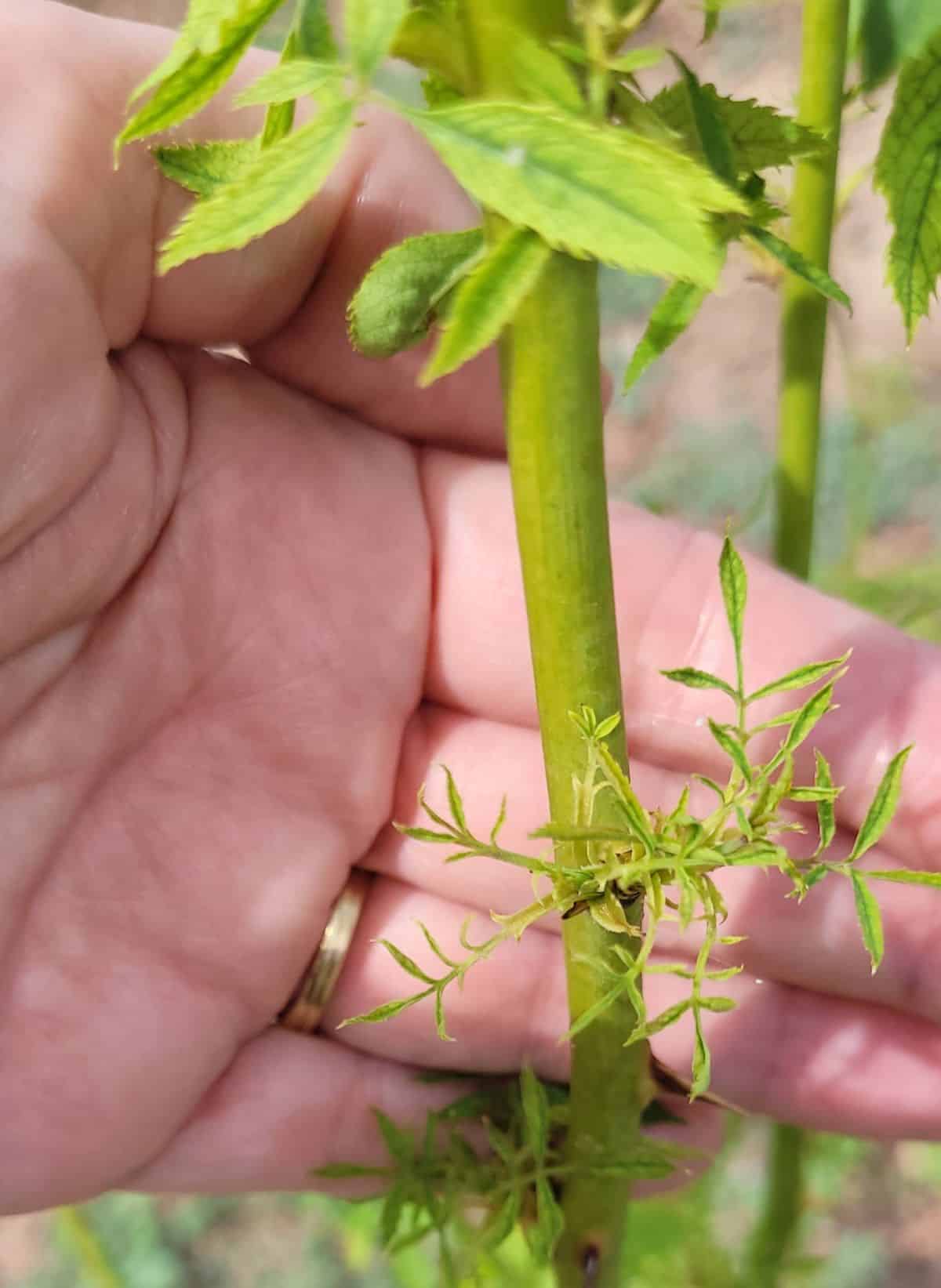 Odd, needle-like leaf formation on a rose with rose rosette disease