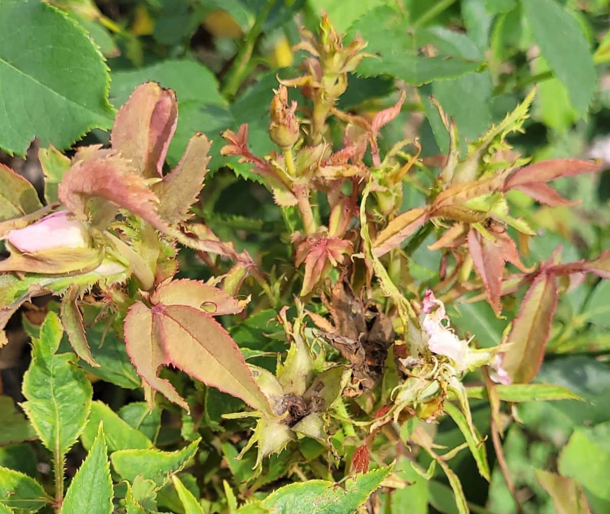 Affected rose leaves with Rose Rosette disease