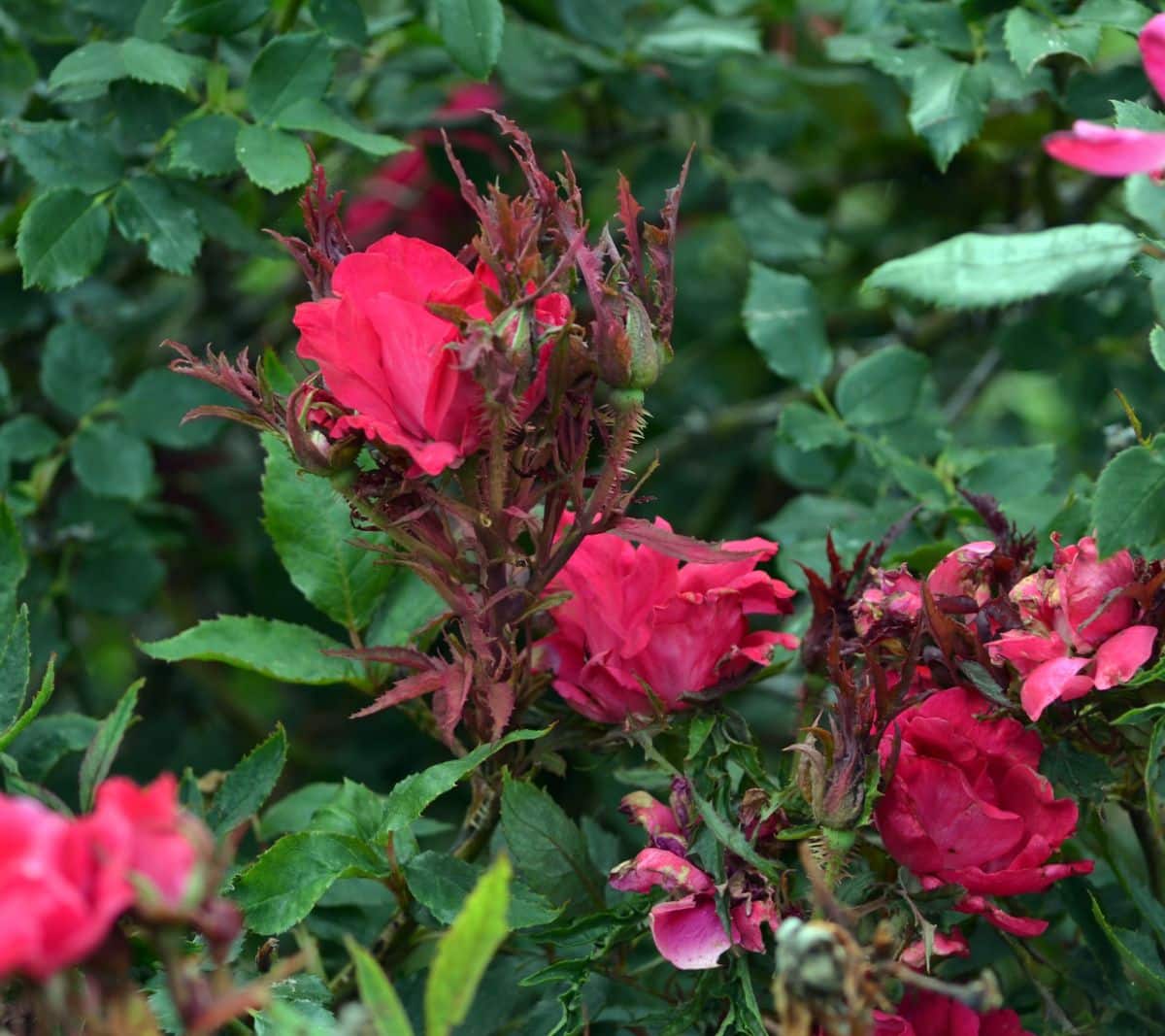 A rose bush infected with Rose Rosette disease