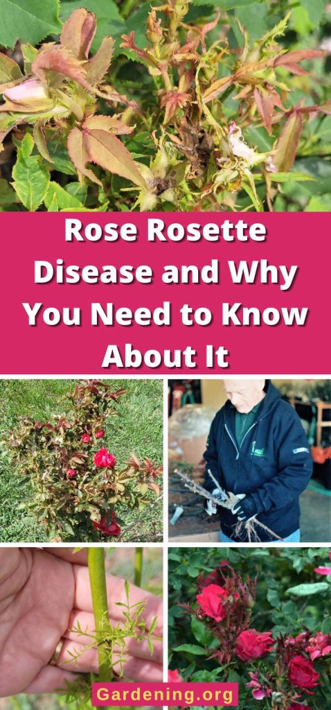 Rose Rosette Disease and Why You Need to Know About It pinterest image.