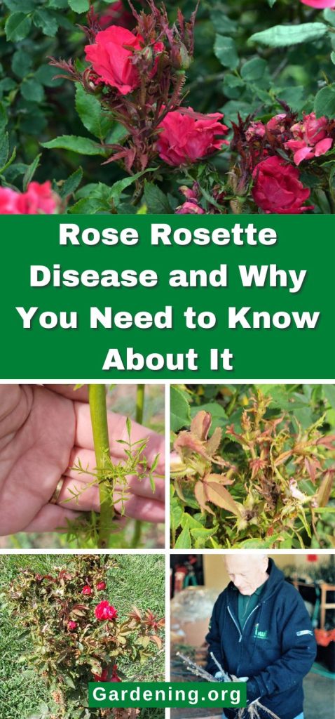 Rose Rosette Disease and Why You Need to Know About It pinterest image.