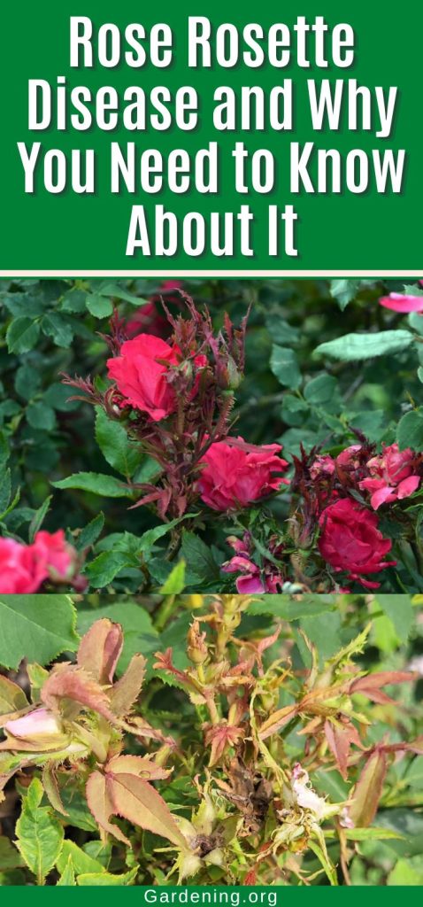 Rose Rosette Disease and Why You Need to Know About It pinterest image.