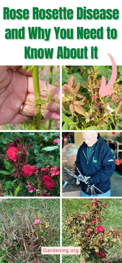 Rose Rosette Disease and Why You Need to Know About It pinterest image.