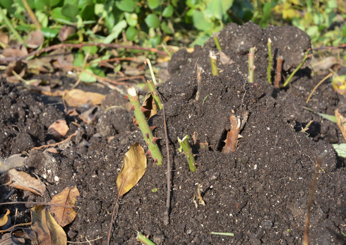 A rose bush mounded for winter protection