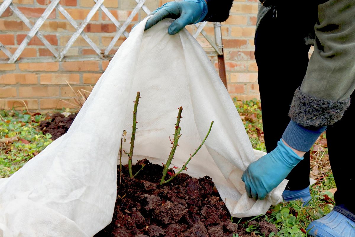 mulch and a rose covered for winter