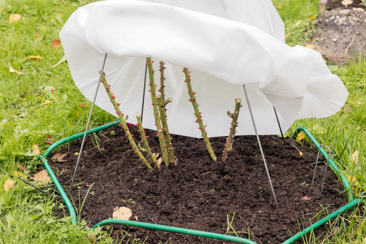 A rose mulched and being covered for winter protection