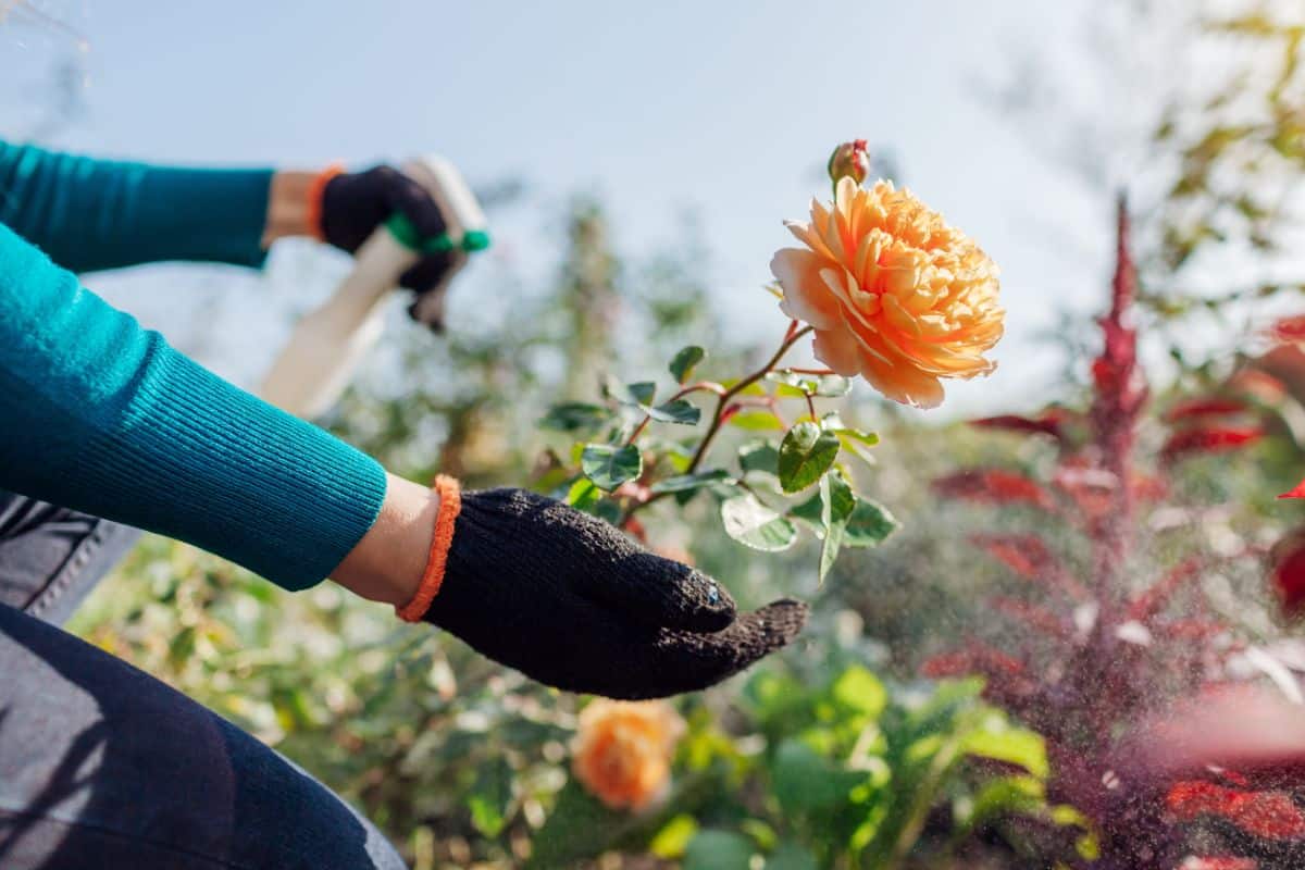A gardener treating roses with an organic spray in fall
