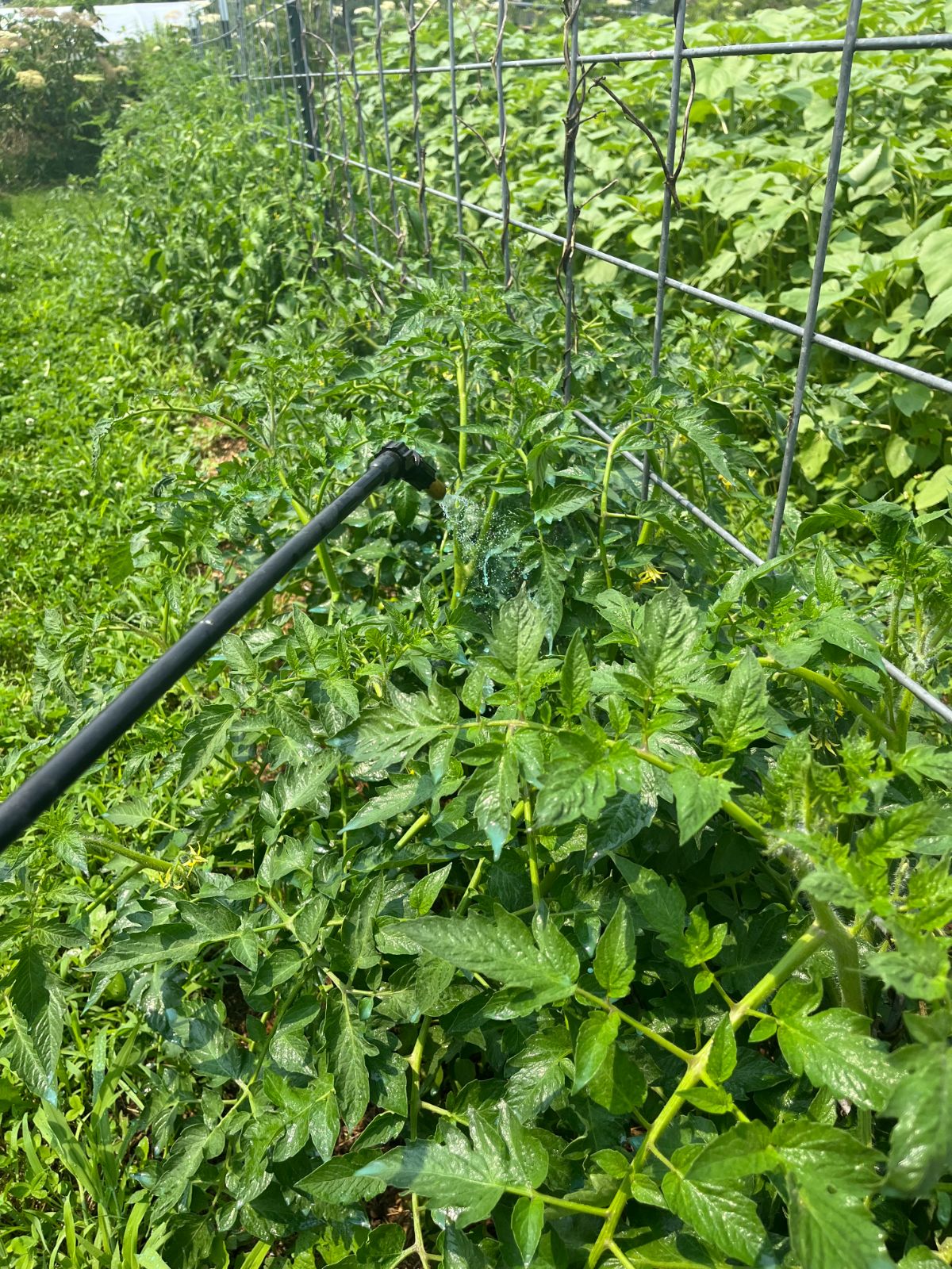 Tomato plants sprayed with copper fungicide to protect against blight