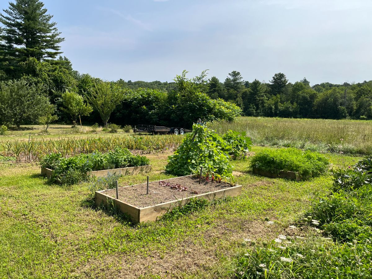 A garden with a combination of in-ground and raised bed plantings