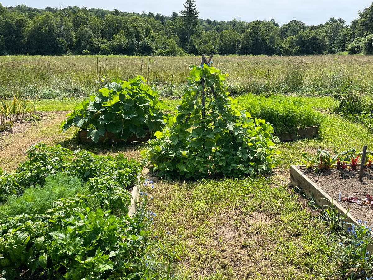 A set of four raised garden beds with a teepee trellis of pole beans in the middle
