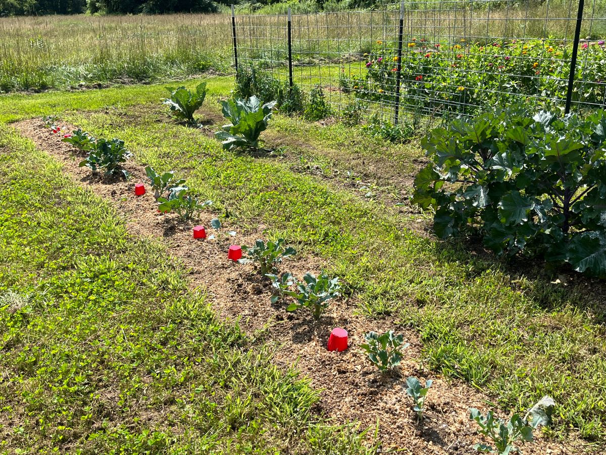 Garden aisles planted with clover instead of open and weeded