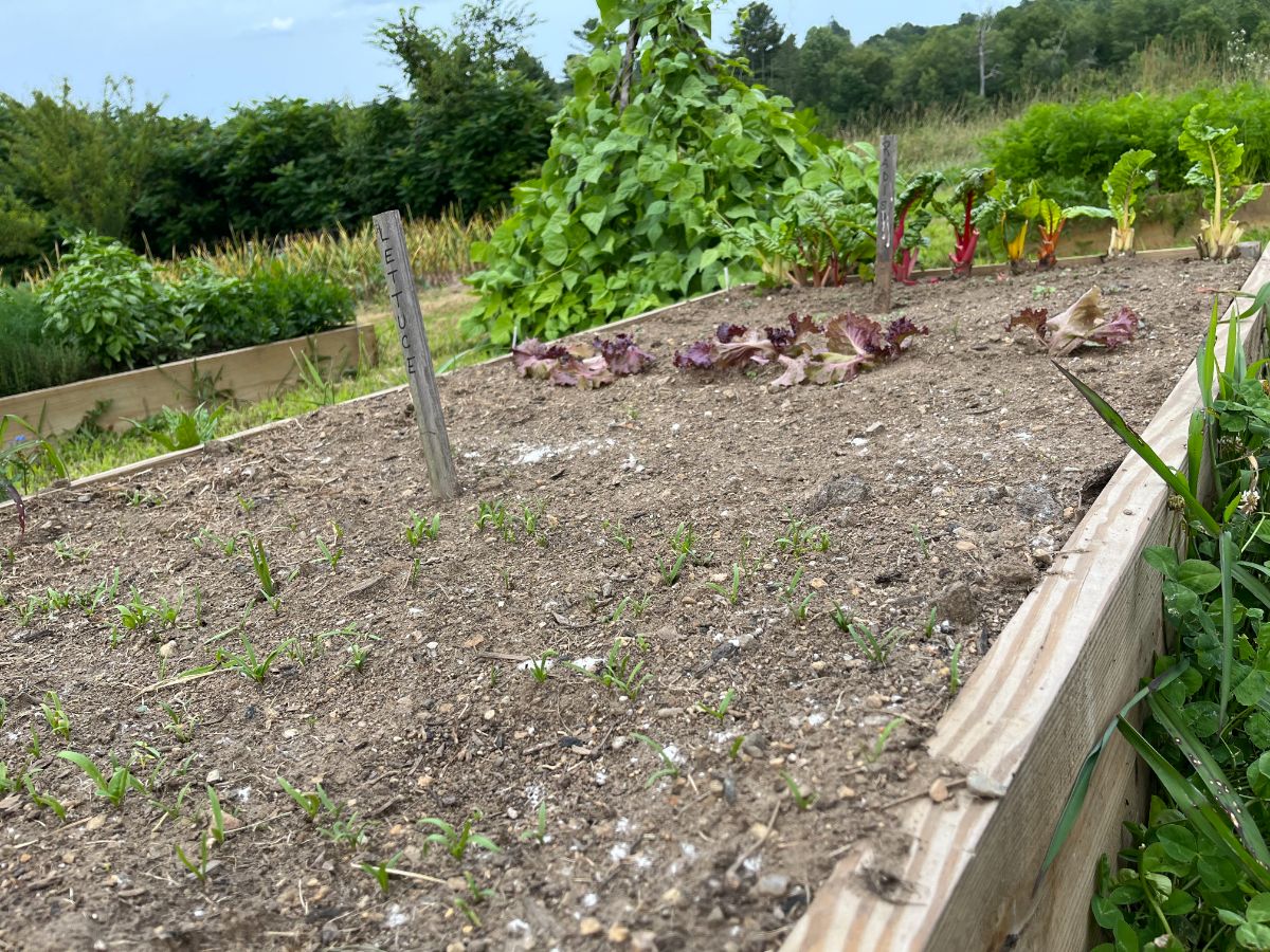 A succession crops of spinach starting to sprout