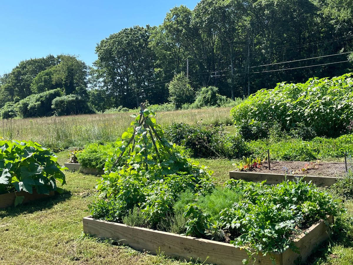 Four raised beds in a vegetable garden