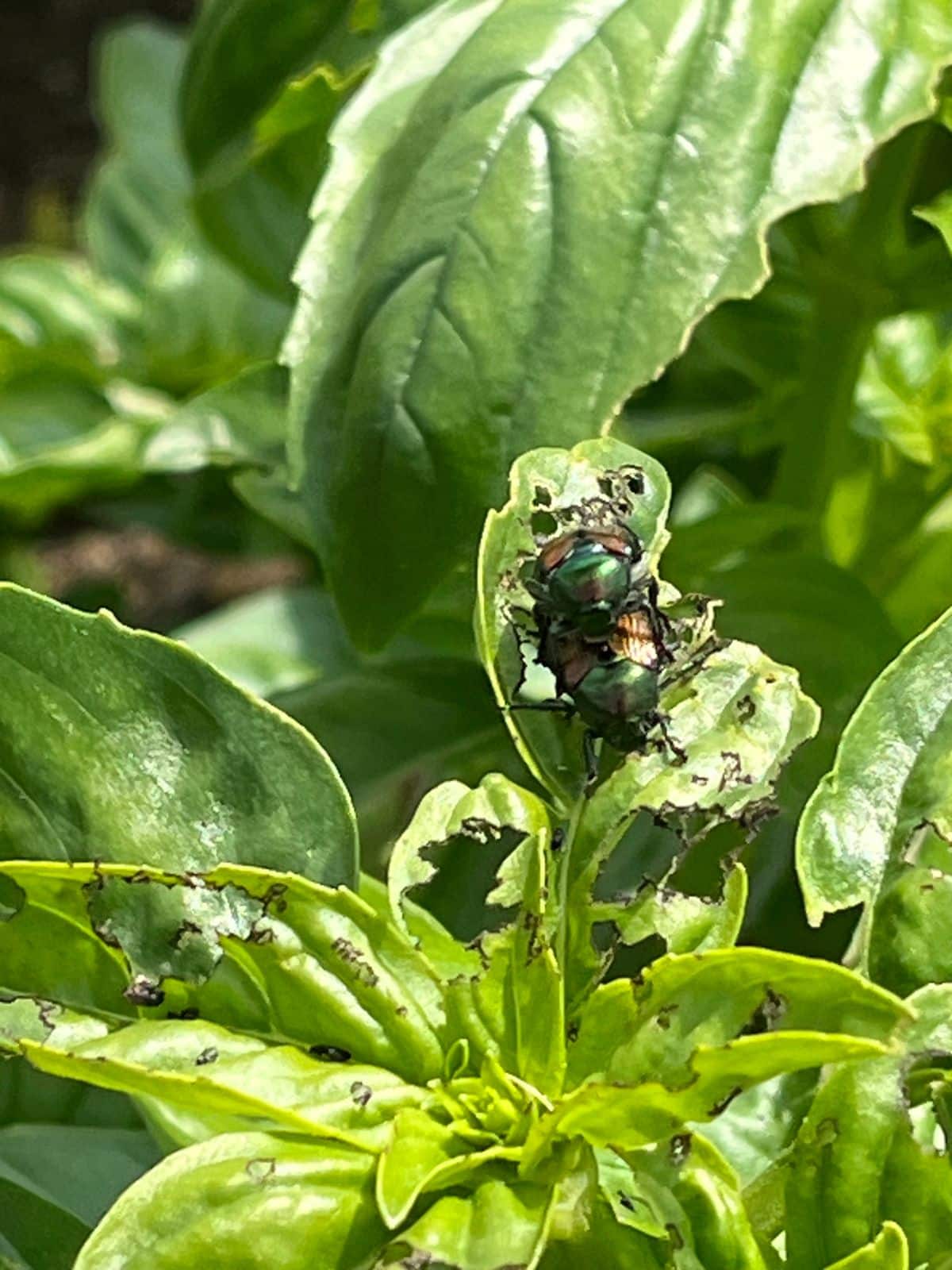 Japanese beetles on a basil plant