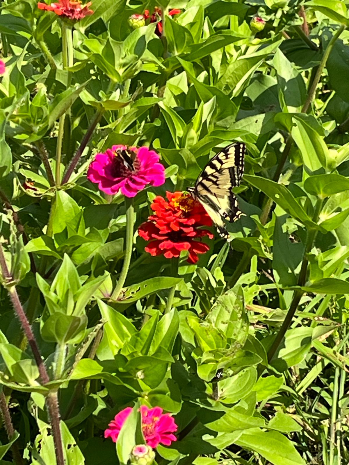 Two different butterfly species on zinnia flowers