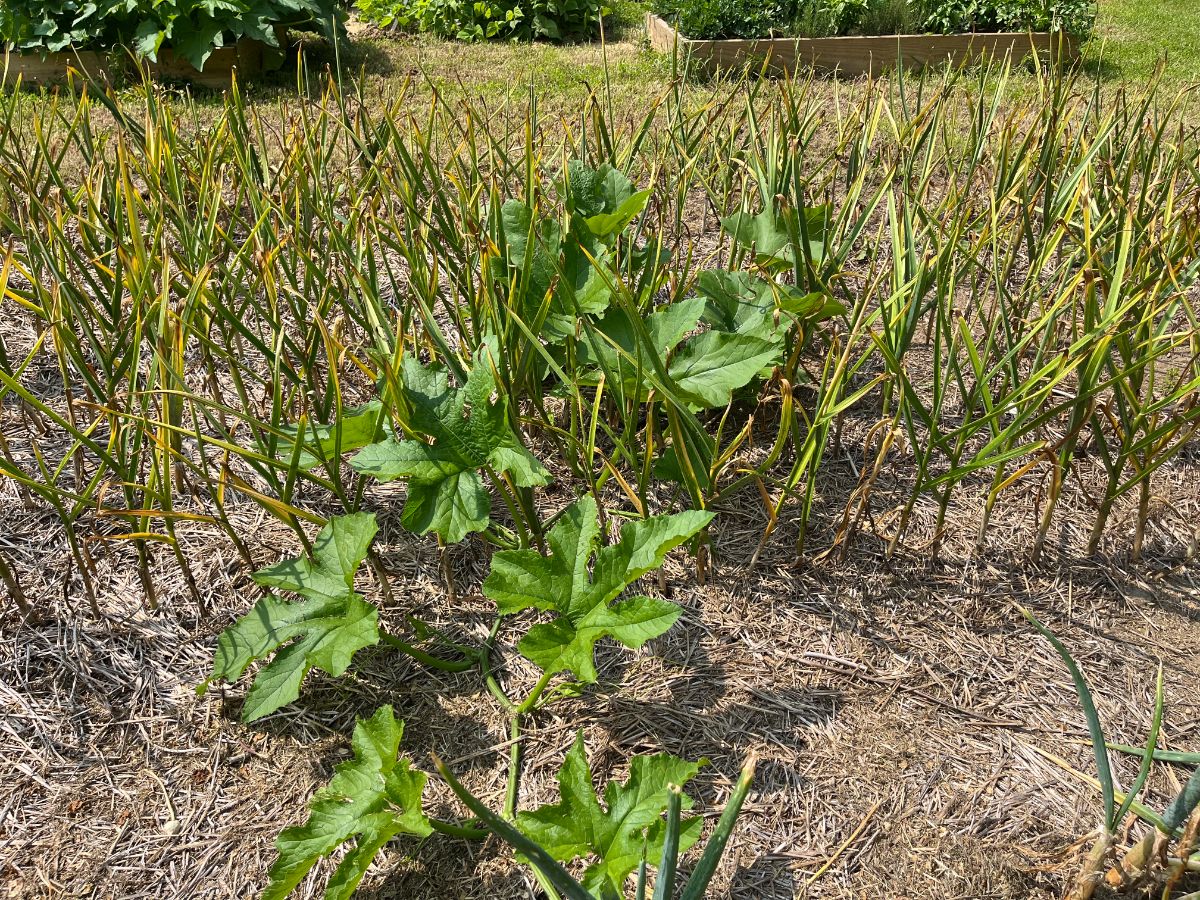 Squash and pumpkins growing in a bed of garlic