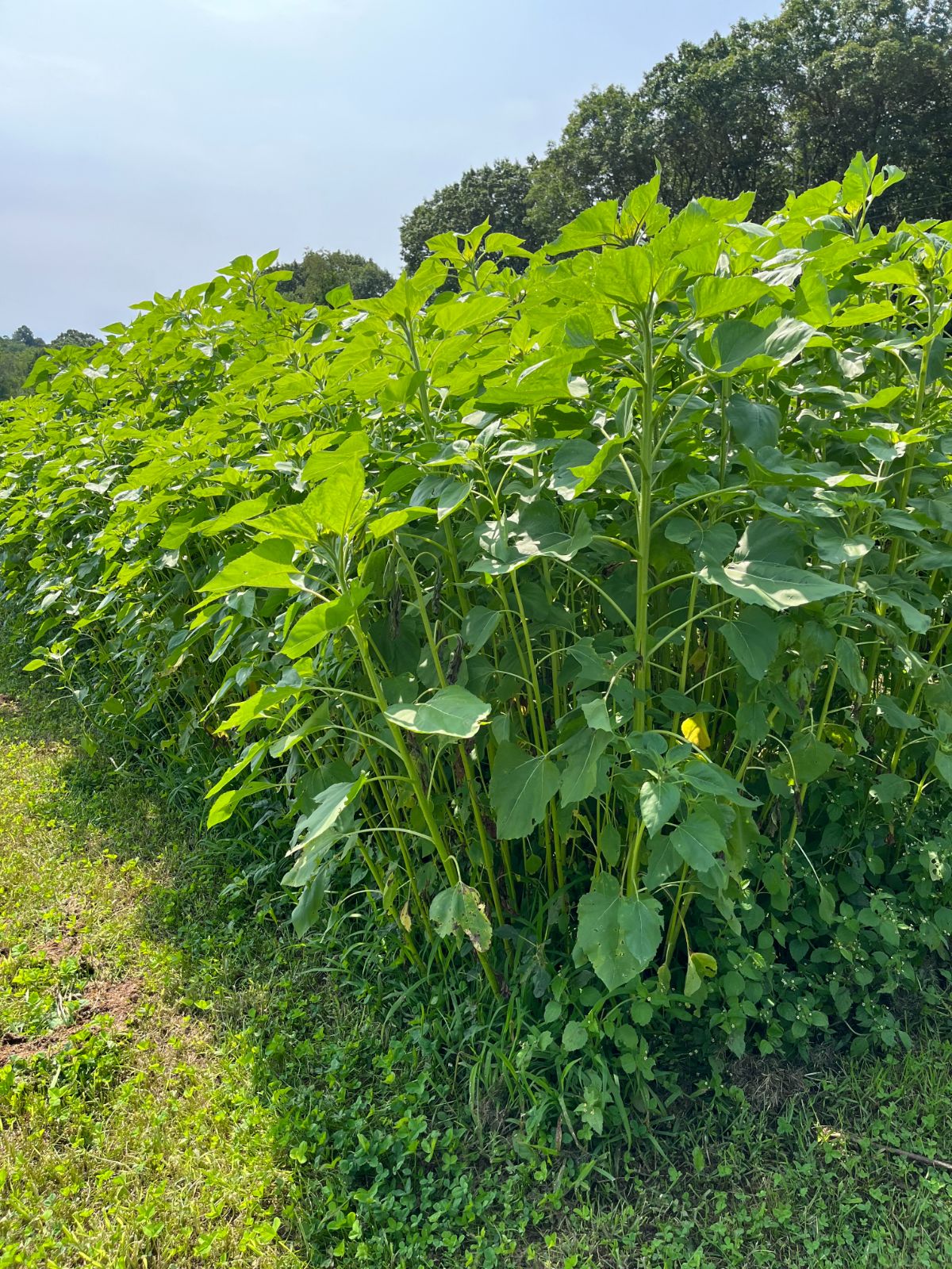 A patch of sunflowers in a resting space of a vegetable garden