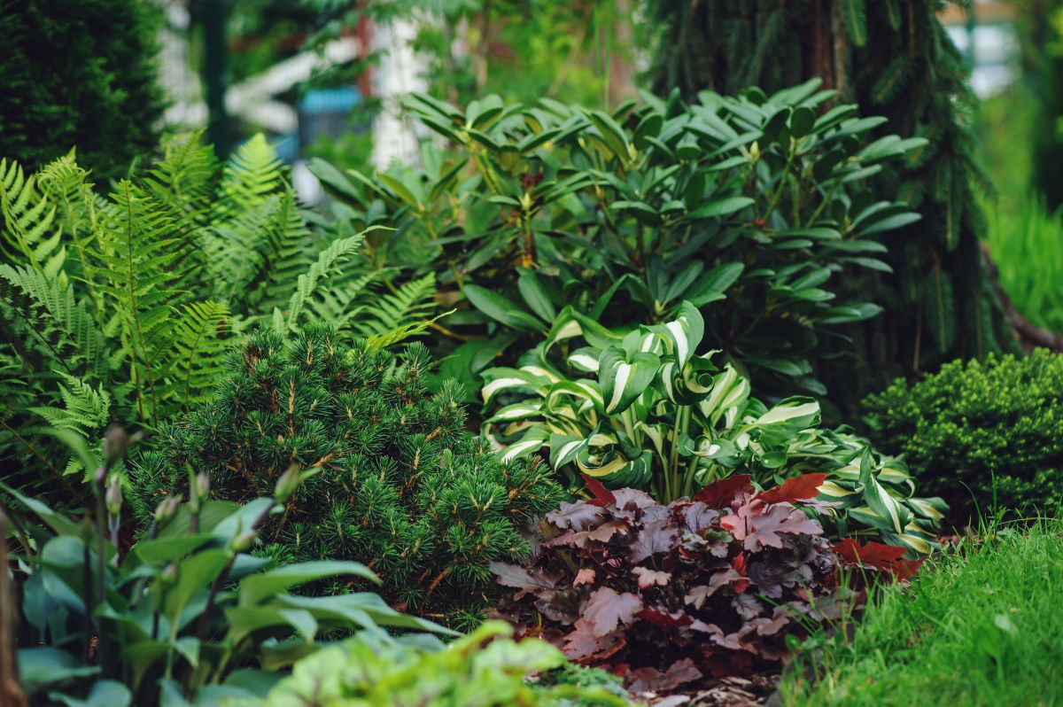 Ferns looking lovely in a mixed perennial planting