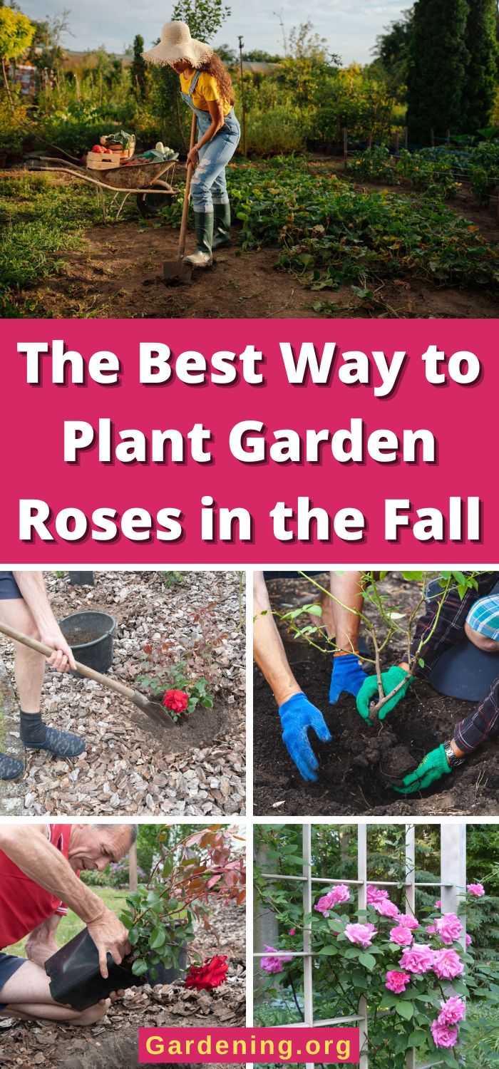 How to Plant Roses in the Fall + 4 Reasons Why You Should - Gardening