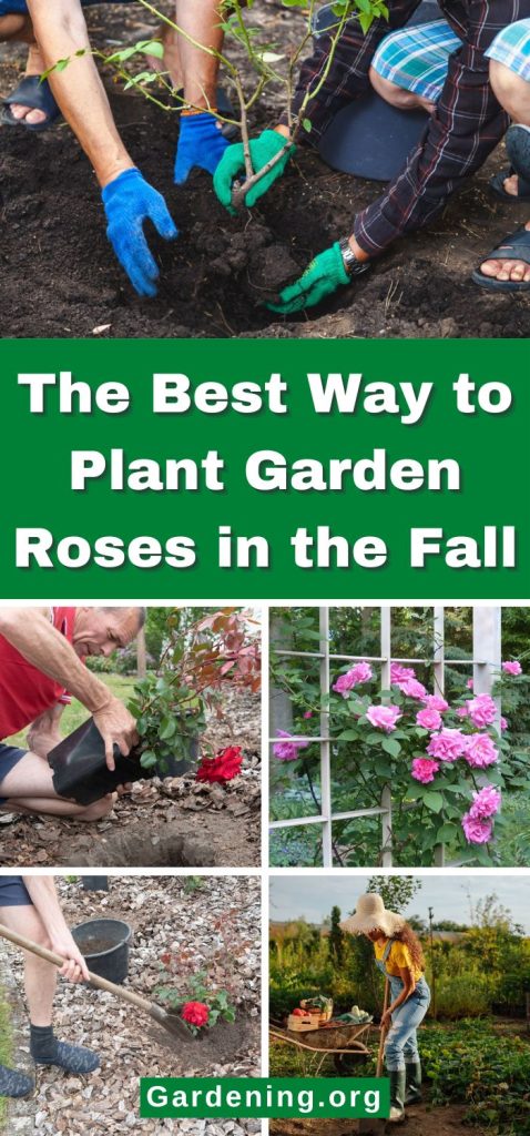 The Best Way to Plant Garden Roses in the Fall pinterest image.