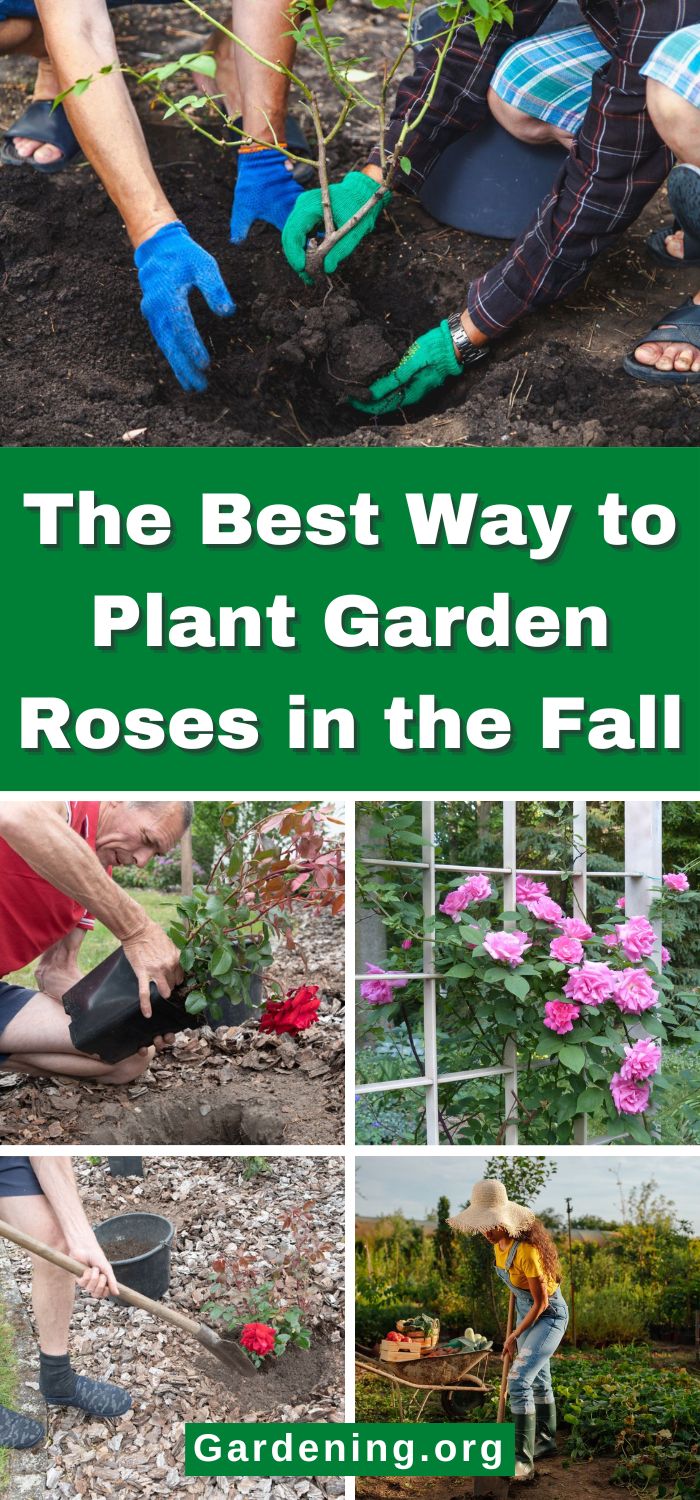 How to Plant Roses in the Fall + 4 Reasons Why You Should - Gardening