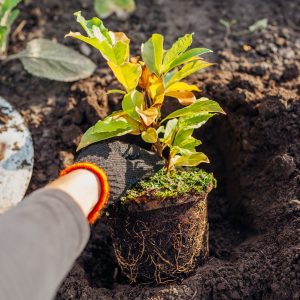 A gardener planting magnolia into the soil.