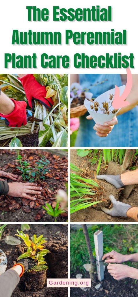 The Essential Autumn Perennial Plant Care Checklist pinterest image.