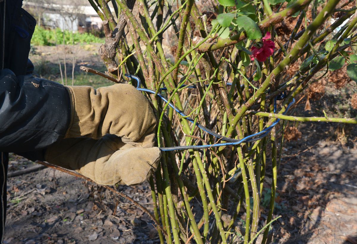 A rose bush being tied for winter protection