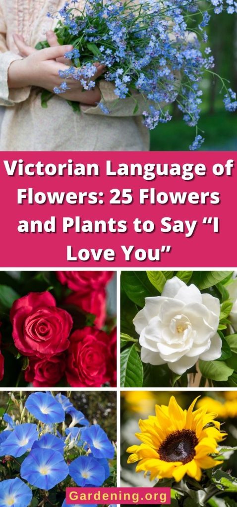 Victorian Language of Flowers: 25 Flowers and Plants to Say “I Love You” pinterest image.
