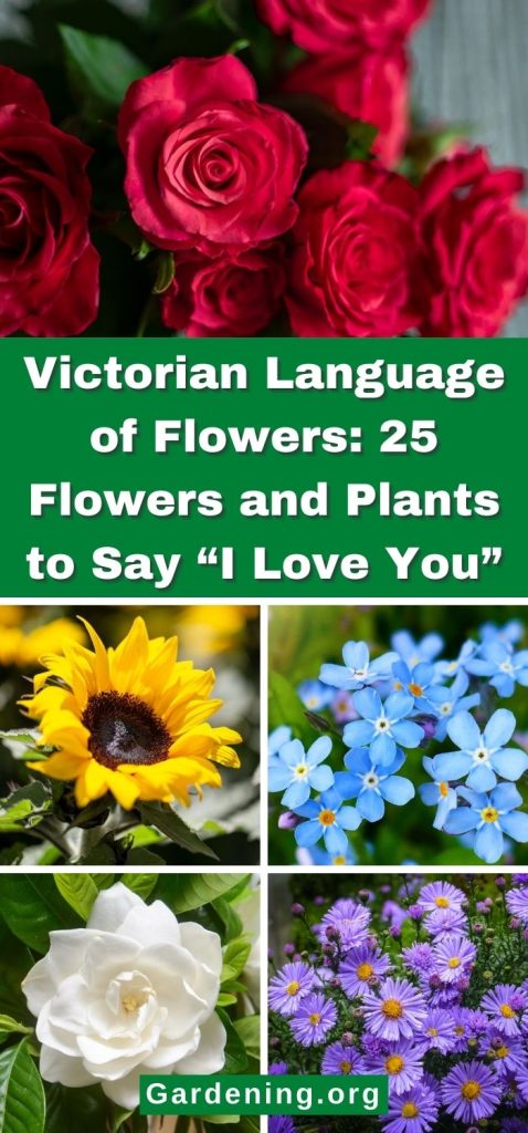 Victorian Language of Flowers: 25 Flowers and Plants to Say “I Love You” pinterest image.