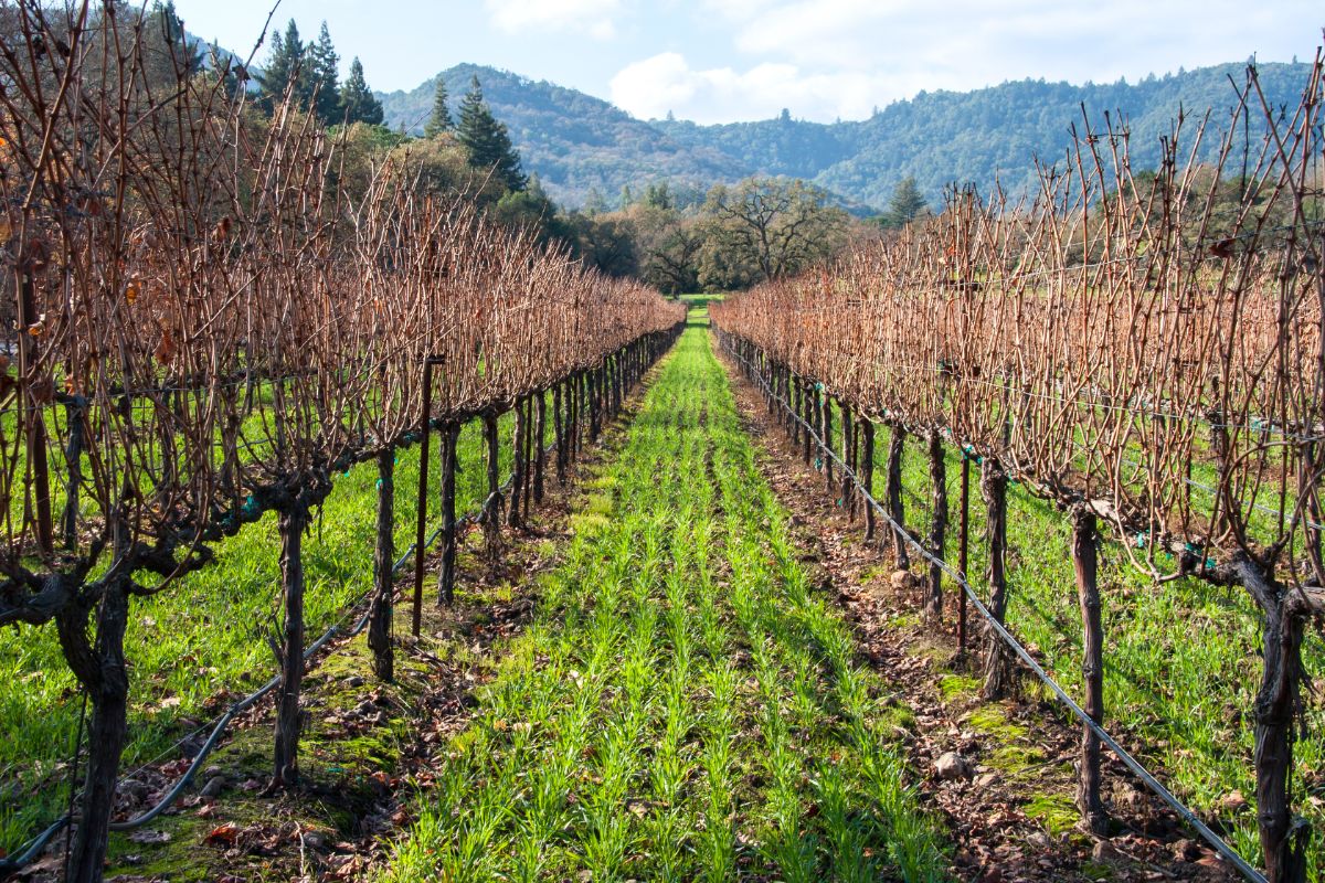 Cover crops in the aisles of a grape vineyard