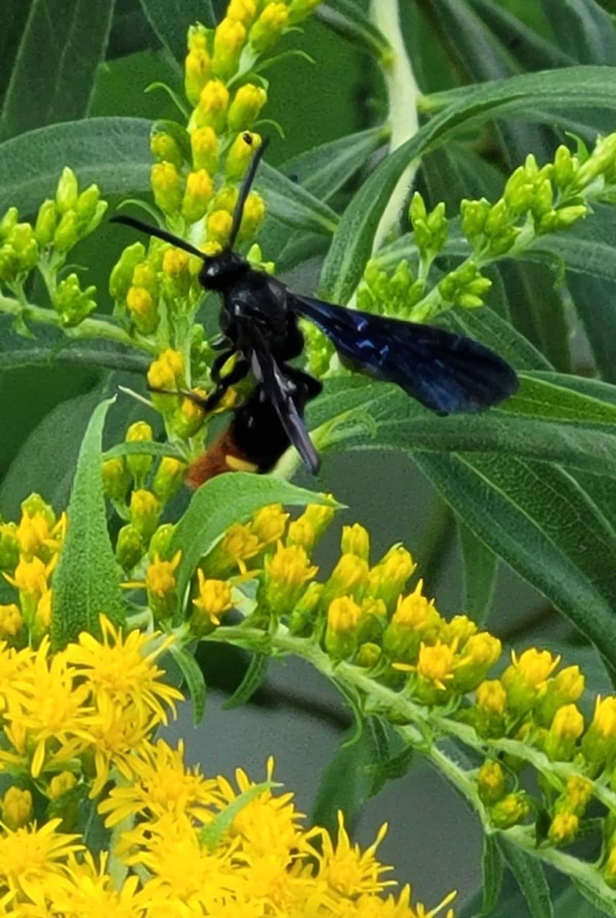 A mud dauber wasp feeding on nectar