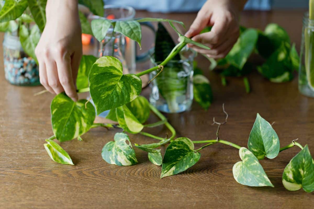 A pothos plant being propagated