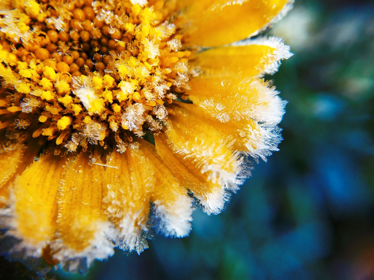 Frost on a yellow flower