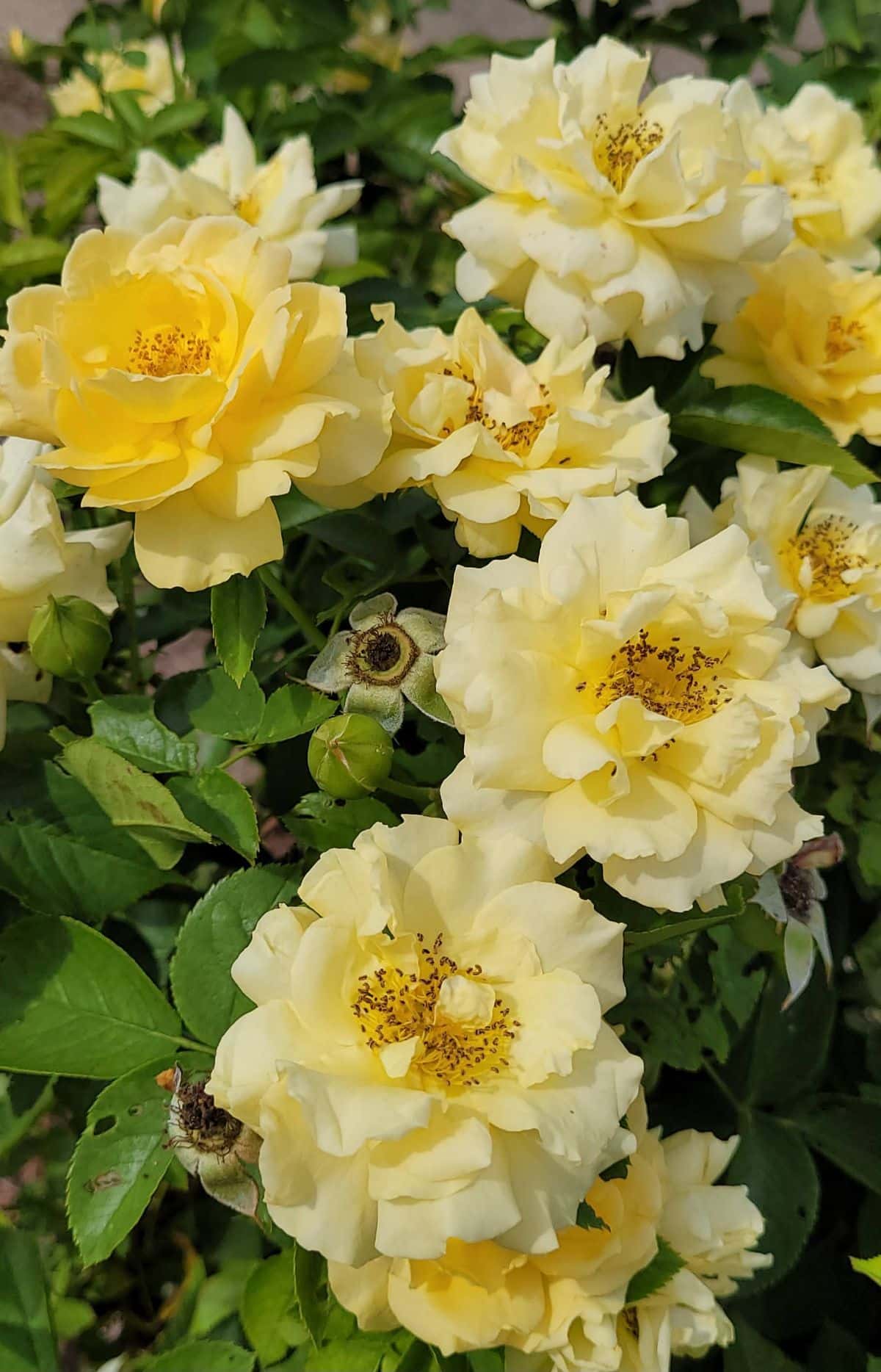 A blooming yellow rose