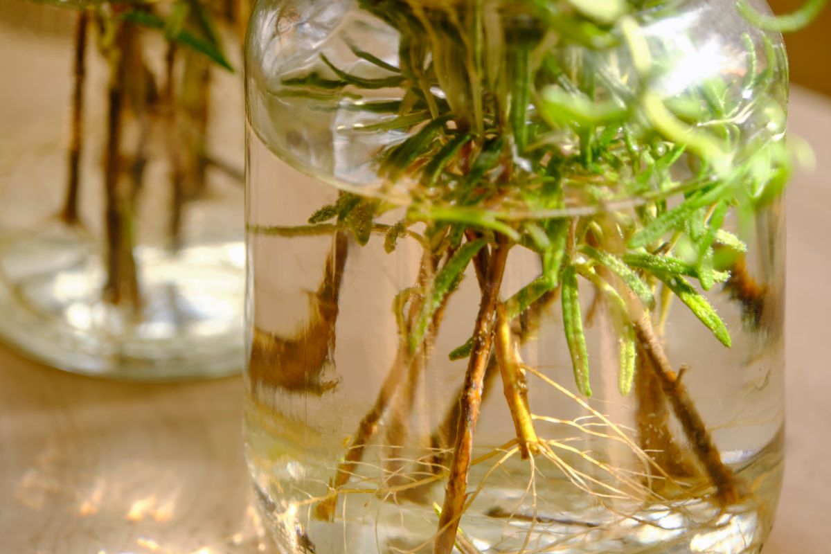 Herbs rooting in water