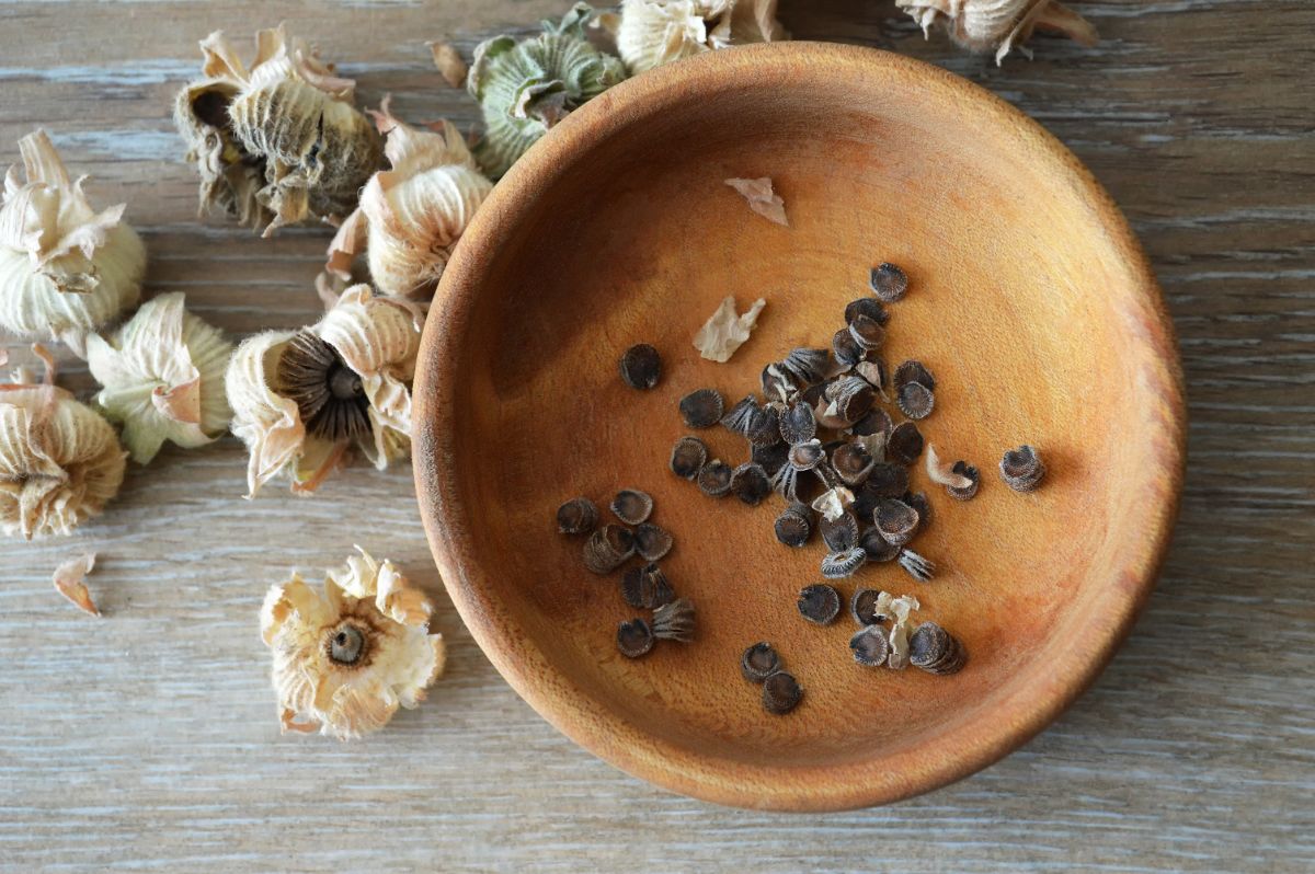 Flower seeds being saved