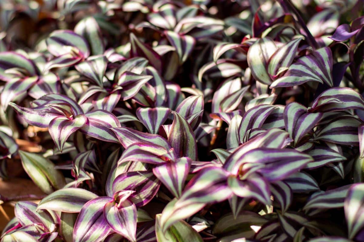 Purple striped inch plant