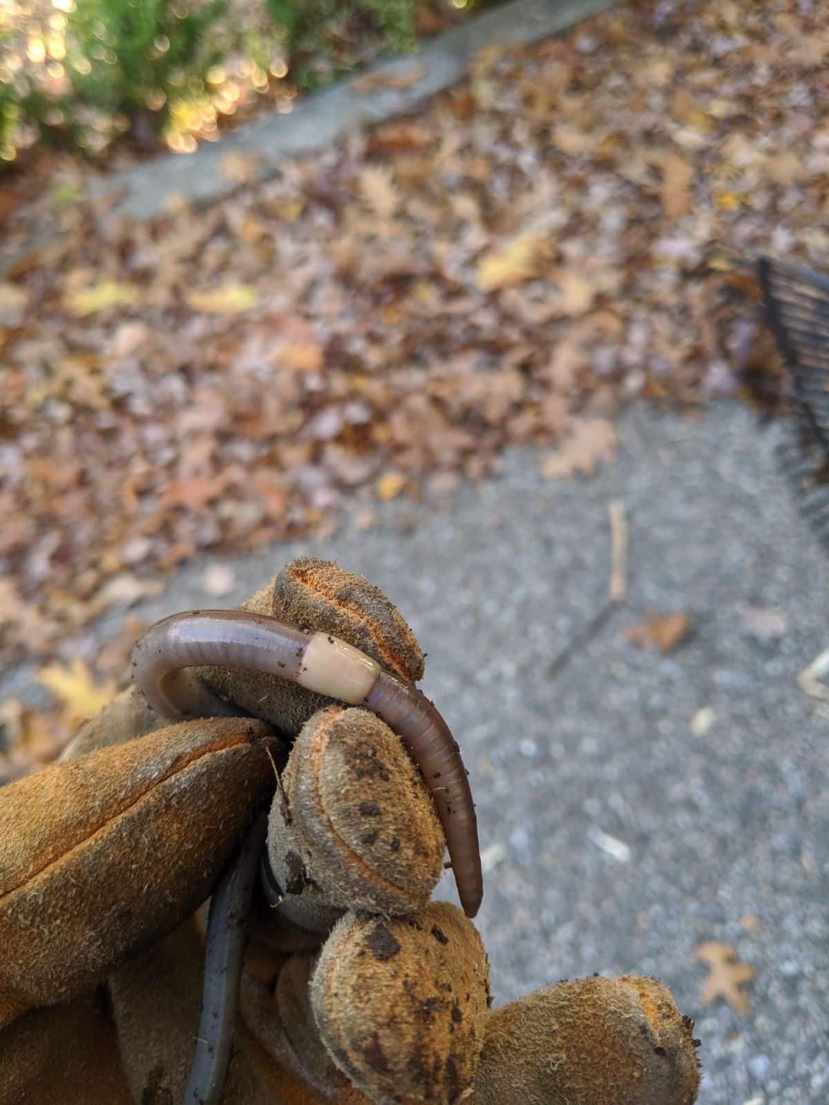 an Asian jumping worm 