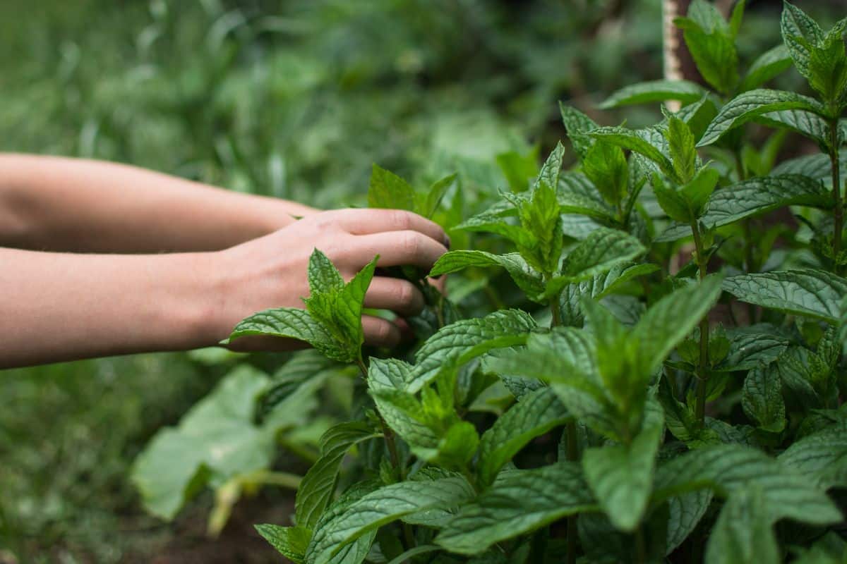 A woman pinching mint from a peppermint plant