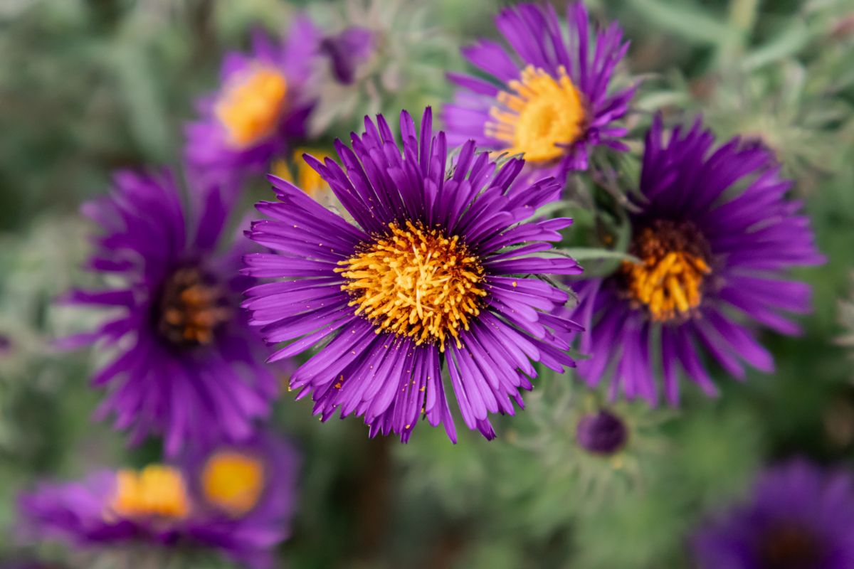 Purple flowering fall asters