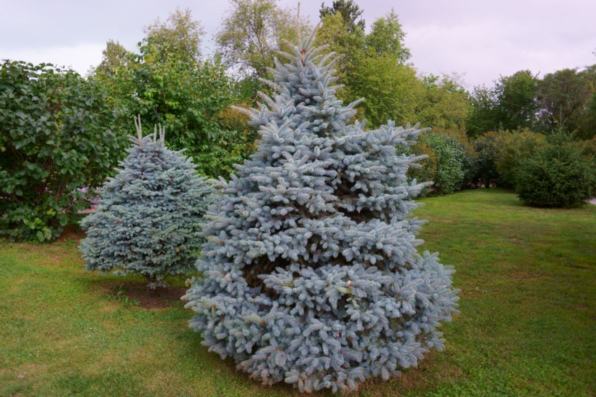 Blue spruce tree